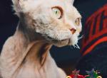 Olivera - Devon Rex Kitten For Sale - Spokane&comma; WA&comma; US