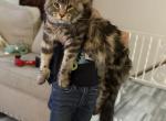 Atticus - Maine Coon Cat For Sale - 
