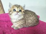 Alice - British Shorthair Kitten For Sale - New York&comma; NY&comma; US