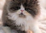 Beautiful Persian babies - Persian Kitten For Sale - Muscle Shoals&comma; AL&comma; US