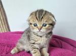 Maple - Scottish Fold Kitten For Sale - New York&comma; NY&comma; US