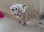 Bear - Ragdoll Kitten For Sale - Reading&comma; PA&comma; US