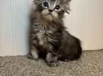 Goldie Polydactyl - Maine Coon Kitten For Sale - Kansas City&comma; MO&comma; US
