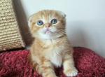Egg roll - Scottish Fold Kitten For Sale - New York&comma; NY&comma; US