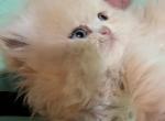 Persiola - Persian Kitten For Sale - 