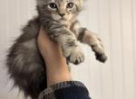 Goldie Male - Maine Coon Kitten For Sale - Kansas City&comma; MO&comma; US
