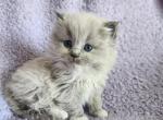 Ragdoll and Cherubim Kittens - Ragdoll Kitten For Sale - Beaver Falls&comma; PA&comma; US