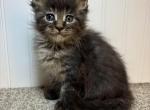 Goldie Female 2 - Maine Coon Kitten For Sale - Kansas City&comma; MO&comma; US