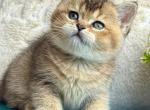 Lola - British Shorthair Kitten For Sale - NY&comma; US