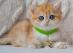 Yoshi - Brazilian Shorthair Kitten For Sale - NY&comma; US