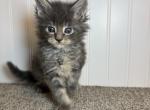 Goldie Male 3 - Maine Coon Kitten For Sale - Kansas City&comma; MO&comma; US