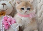Yasya - British Shorthair Kitten For Sale - NY&comma; US