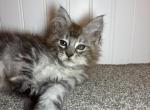 Barney - Maine Coon Kitten For Sale - Kansas City&comma; MO&comma; US