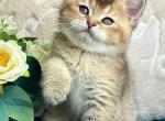 Leo - British Shorthair Kitten For Sale - NY&comma; US