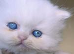 Lans - Persian Kitten For Sale - 