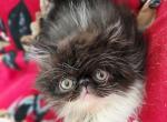 Tuxedo Male - Persian Kitten For Sale - Oklahoma City&comma; OK&comma; US