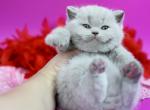 Uinston - British Shorthair Kitten For Sale - NY&comma; US