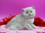 Unona - British Shorthair Kitten For Sale - NY&comma; US
