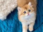 Finik - British Shorthair Kitten For Sale - NY&comma; US