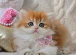Yumi - British Shorthair Kitten For Sale - NY&comma; US