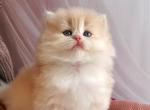 Pearl - British Shorthair Kitten For Sale - NY&comma; US