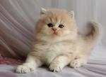 Peach - British Shorthair Kitten For Sale - NY&comma; US