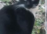 Gray - Domestic Cat For Adoption - San Antonio&comma; TX&comma; US