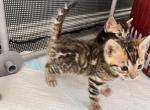 Shiva - Bengal Kitten For Sale - Phila&comma; PA&comma; US