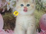 Fialka - British Shorthair Kitten For Sale - NY&comma; US