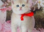 Flora - British Shorthair Kitten For Sale - NY&comma; US
