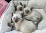 Blue Seal Chocolate Purebred Siamese Kittens - Siamese Kitten For Sale - Charlotte&comma; NC&comma; US