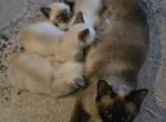 Purebred Siamese Kittens - Siamese Kitten For Sale - 