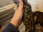 Kali - Bengal Kitten For Sale - Phila&comma; PA&comma; US