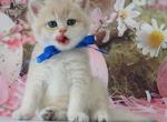Phillip - British Shorthair Kitten For Sale - NY&comma; US