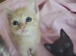 Kitty - Domestic Kitten For Adoption - Wylie&comma; TX&comma; US