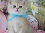 Fox - British Shorthair Kitten For Sale - NY&comma; US
