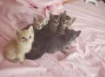 Varies - Domestic Kitten For Adoption - Wylie&comma; TX&comma; US