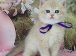 Faraon - British Shorthair Kitten For Sale - NY&comma; US