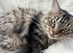 CINO BROWN MAINE COON FEMALE - Maine Coon Cat For Sale/Retired Breeding - Warren&comma; OH&comma; US