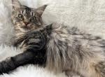 CINO BROWN MAINE COON FEMALE - Maine Coon Cat For Sale/Retired Breeding - Warren&comma; OH&comma; US
