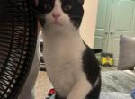 Oreo - Domestic Cat For Adoption - Oklahoma City&comma; OK&comma; US