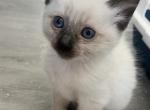 Nezzy - Balinese Kitten For Sale - Phila&comma; PA&comma; US