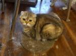 Caramel Half off summer promotion - Scottish Fold Cat For Sale - Elmhurst&comma; NY&comma; US