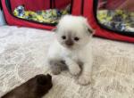 Zorro - Scottish Fold Kitten For Sale - 