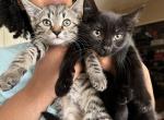 Jaguar & Panther - Domestic Kitten For Sale - Bristol&comma; CT&comma; US