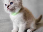 Bendit - Ragdoll Kitten For Sale - Clifton&comma; NJ&comma; US