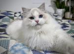 Cadmus - Ragdoll Kitten For Sale - Tuscaloosa&comma; AL&comma; US