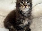 Poly male - Maine Coon Kitten For Sale - Denver&comma; CO&comma; US