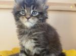 Laila - Maine Coon Kitten For Sale - Denver&comma; CO&comma; US