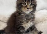 Kelvin - Maine Coon Kitten For Sale - Denver&comma; CO&comma; US